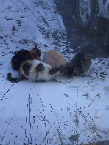 Feeding stray cats @ work with warm milk :) Saint-Hubert, Quebec Canada