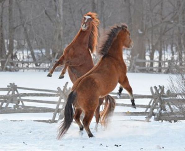 Very Frisky Horses Camden East, Ontario Canada
