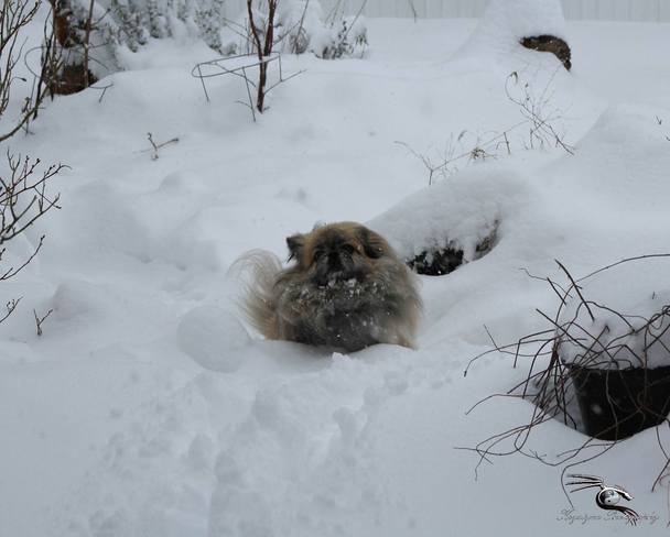 Snow Pekingese Mission, British Columbia Canada