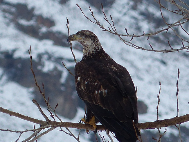 Young eagle Grand Forks, British Columbia Canada