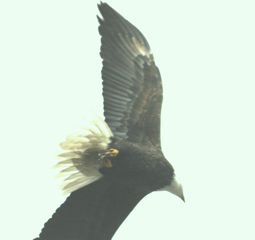bald eagle Chilliwack, British Columbia Canada