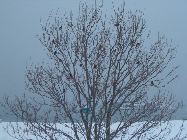 ROBINS IN WINTER 