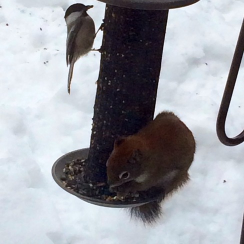 Squirrel and Chickadee Goderich, Ontario Canada