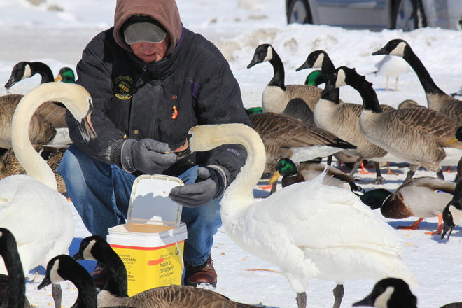 Saving The Swans Cobourg, Ontario Canada