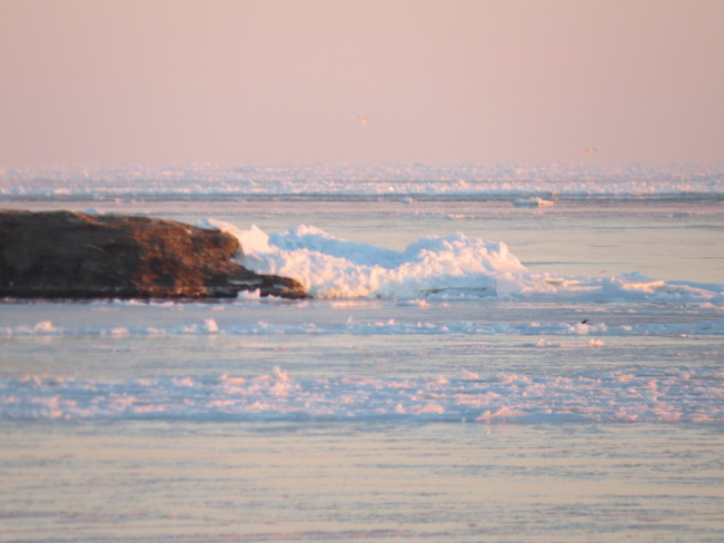 pack ice in the habour Glace Bay, Nova Scotia Canada