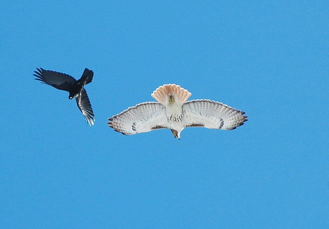 red tail hawk and raven Finch, Ontario Canada