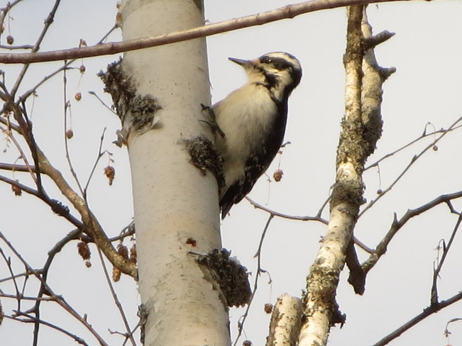 Woodpecker French River, Ontario Canada