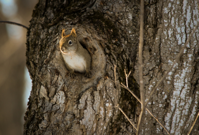 Red Squirrel peeking out! Kingston, Ontario Canada
