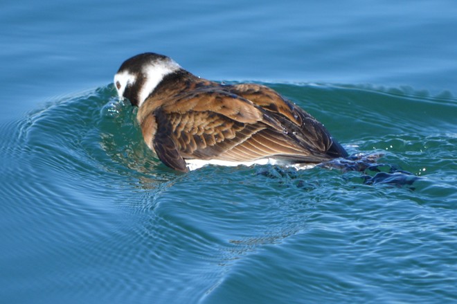 Female Long Tailed Duck! St. Catharines, Ontario Canada