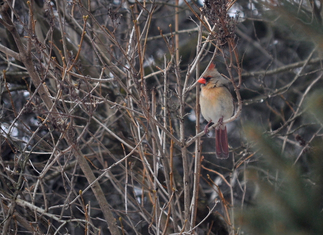 Female Cardinal in a tree 