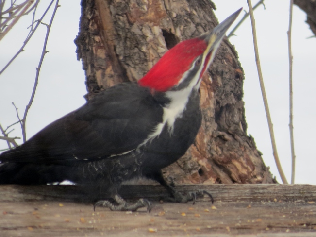 Woodpecker Winnipeg, Manitoba Canada