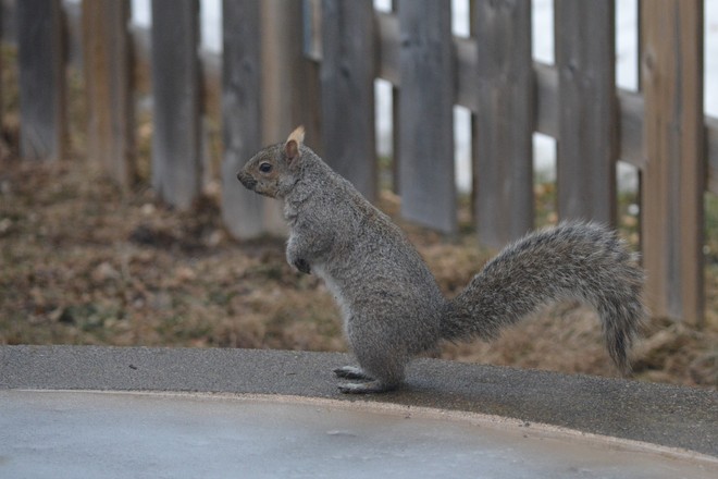 Grey Squirrel! St. Catharines, Ontario Canada
