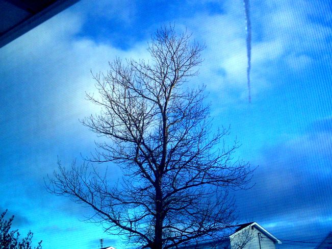 Tree and Icicle Hanging In Blue Sky Before Snowfall Glace Bay, Nova Scotia Canada