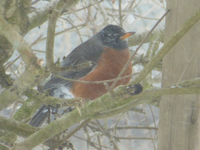 Robin in the snow Kingston, Ontario Canada