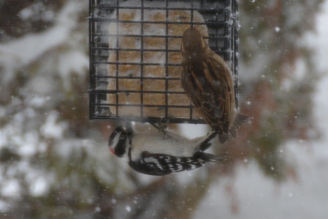 Male Downy and sparrow on suet! St. Catharines, Ontario Canada