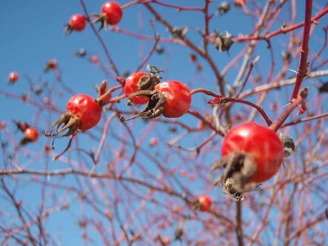 Rose Hips and Blue Sky Slocan, British Columbia Canada