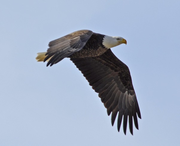 bald eagle on the wing Greenwood, British Columbia Canada