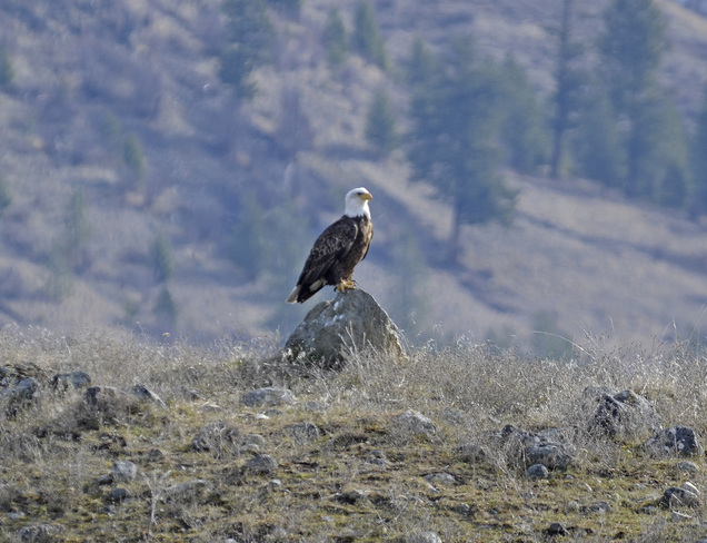 picture perfect bald eagle Greenwood, British Columbia Canada