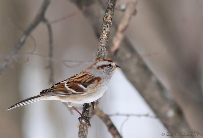 -American Tree Sparrow - Kingston, Ontario Canada