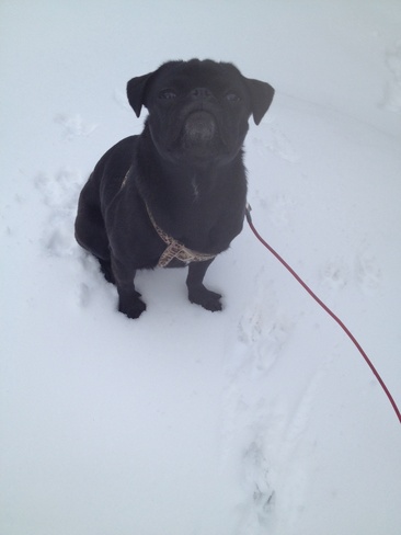 pug enjoying the snow Ottawa, Ontario Canada