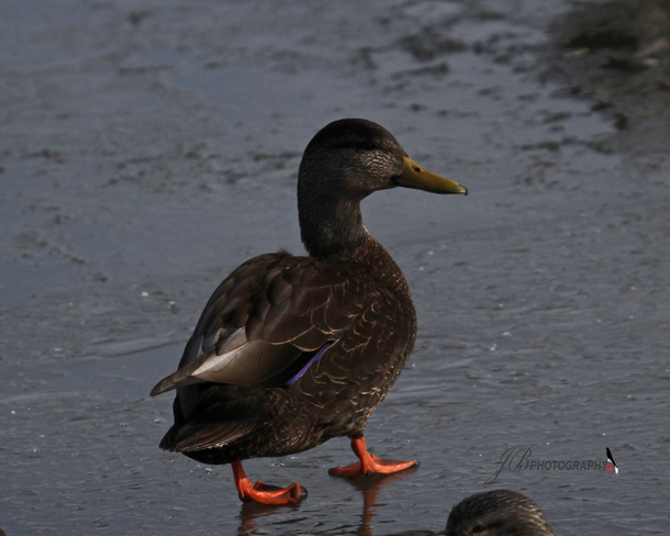 Male American Black Duck Port Colborne, Ontario Canada