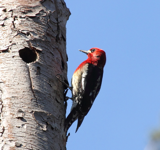 Red-breasted Sapsucker West Vancouver, British Columbia Canada