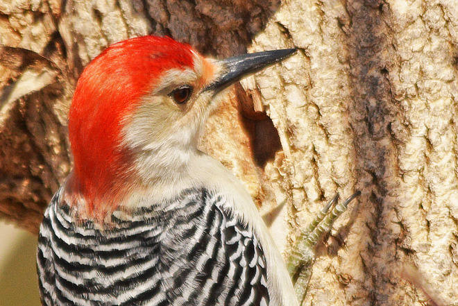 Red-Bellied Woodpecker Kitchener, Ontario Canada