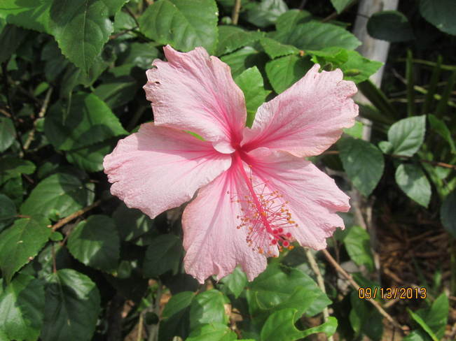 Hawaiian Flower Lahaina, Hawaii United States
