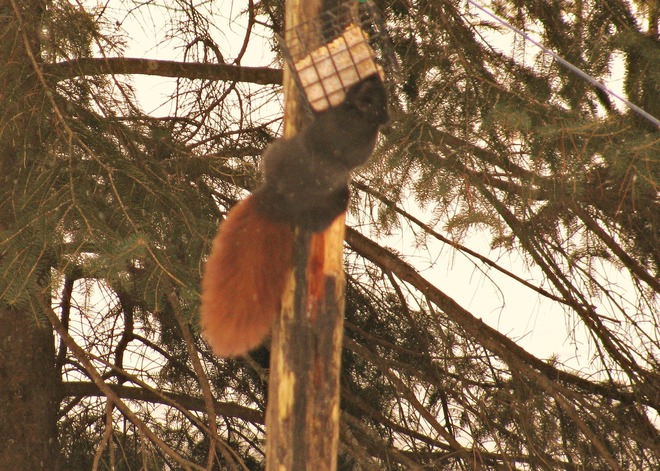 Red tailed Black Squirrel Pembroke, Ontario Canada