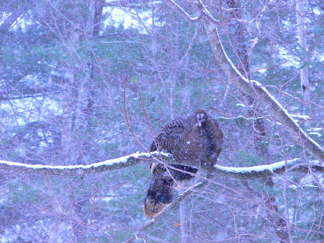 Turkey Resting In A Tree Huntsville, Ontario Canada