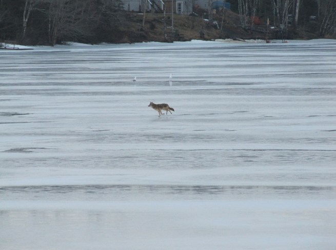 Coyote Ice Running Sherbrooke, Nova Scotia Canada