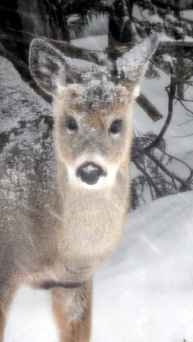 Oh "deer" it is snowing and cold outside 