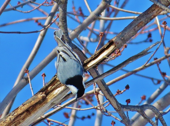 Male White-breasted Nuthatch hanging around in the sun. North Bay, Ontario Canada