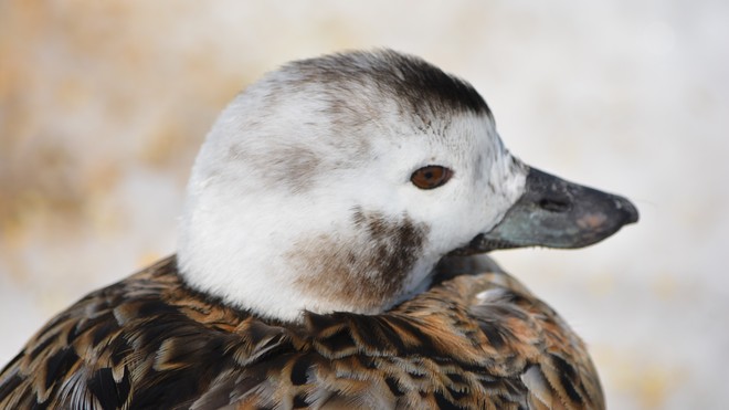 Duckling- Female Long Tailed Duck! St. Catharines, Ontario Canada