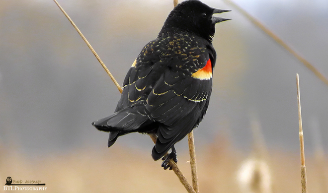 Red-Winged Blackbird Tilbury, Ontario Canada