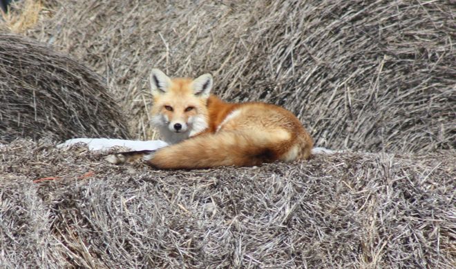 Fox In The Hay Mow Temiskaming Shores, Ontario Canada