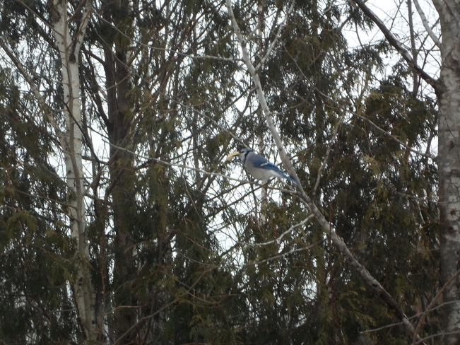 Beautiful Blue Jay in a tree Elliot Lake, Ontario Canada
