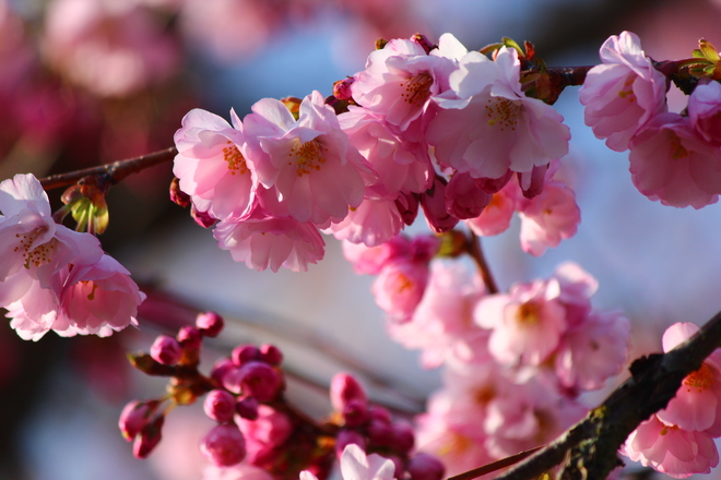 Cherry Blossoms Richmond, British Columbia Canada