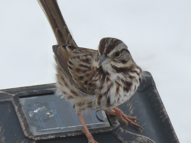 Song Sparrow Birchy Bay, Newfoundland and Labrador Canada