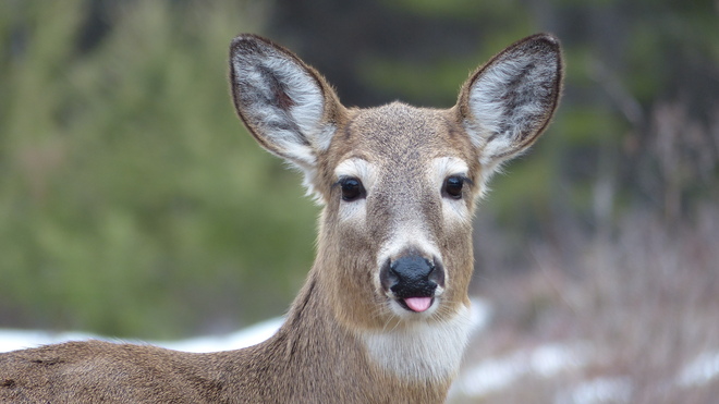 Deer sticking her tongue out at me Grand Forks, British Columbia Canada