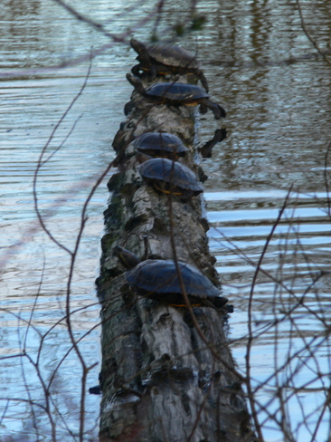 turtles on a log Saanich, British Columbia Canada