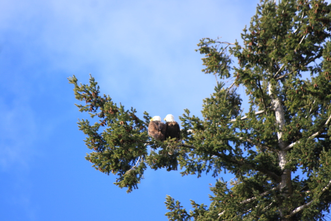 Eagle in tree 