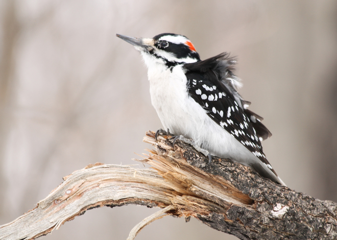Hairy Woodpecker - Windy! Kingston, Ontario Canada
