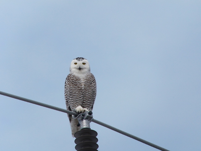 Snowy Owl Guelph, Ontario Canada