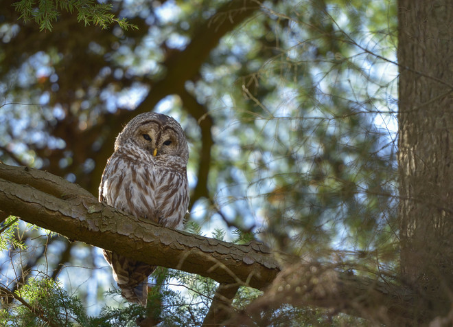 Barred owl. 
