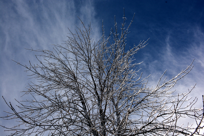Ice covered tree - April 1st, 2014 Moncton, New Brunswick Canada