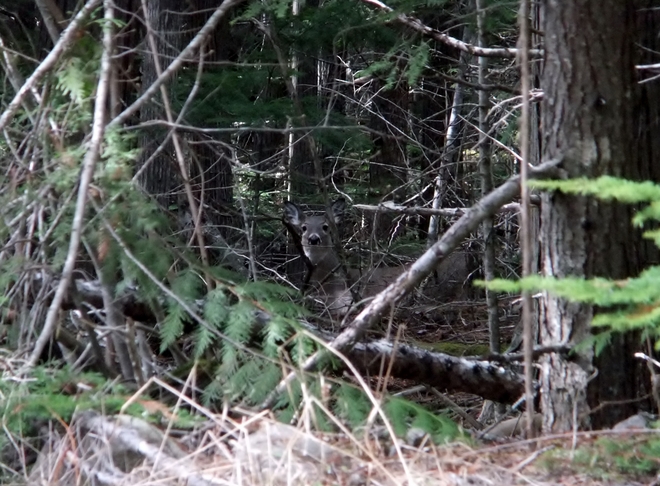 deer in trees Fauquier, British Columbia Canada