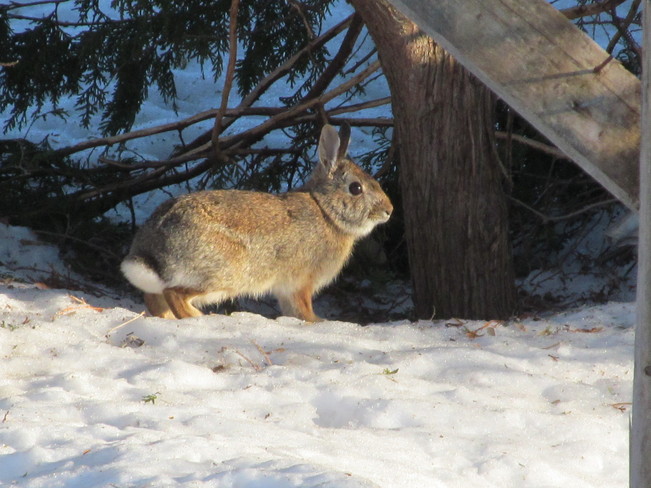 Backyard Bunny Port McNicoll, Ontario Canada
