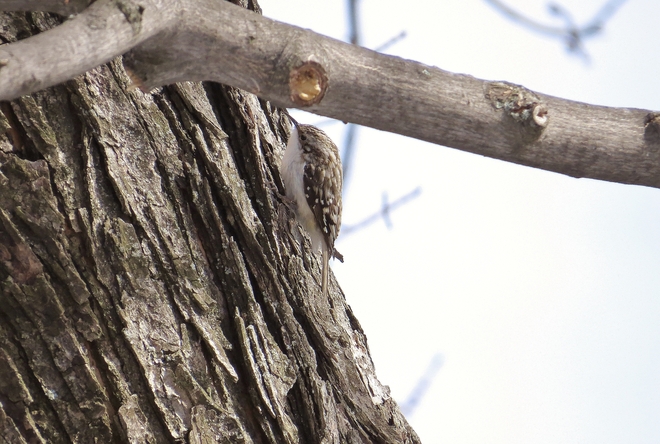 Brown Creeper chilling with Chickadees. North Bay, Ontario Canada