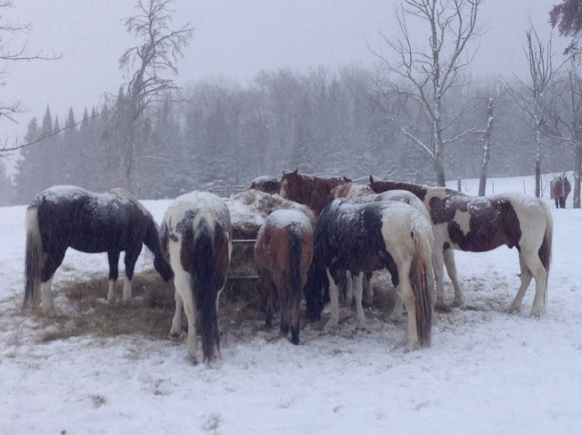 Horses Neebing, Ontario Canada